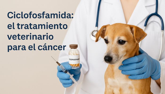Ciclofosfamida en veterinaria: tratamiento individualizado del cáncer y enfermedades autoinmunes